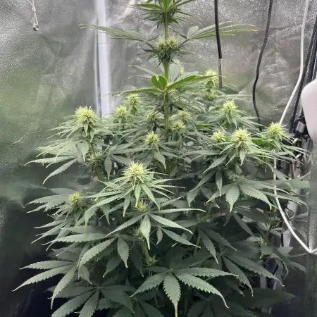 RQS Biscotti 26
