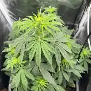 RQS Biscotti 26