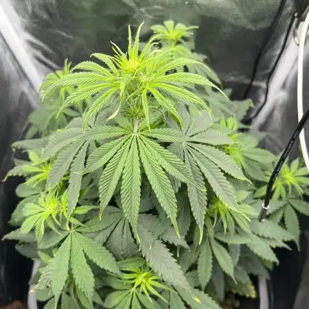 RQS Biscotti 26