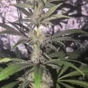 A/Venutian 5 strain grow