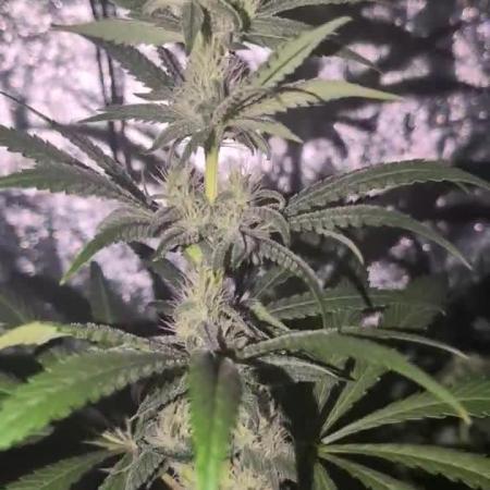 A/Venutian 5 strain grow