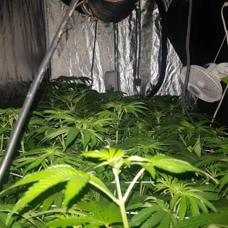 A/Venutian 5 strain grow