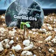 Gorilla Glue