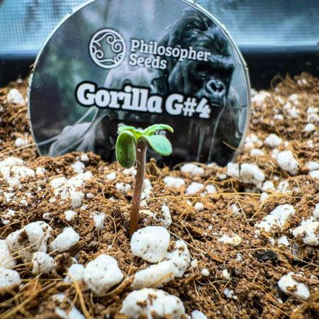 Gorilla Glue