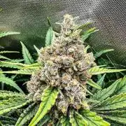 Sugar Black Rose