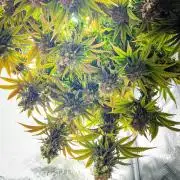 Bluehell CBD #2