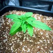 Gorilla Glue