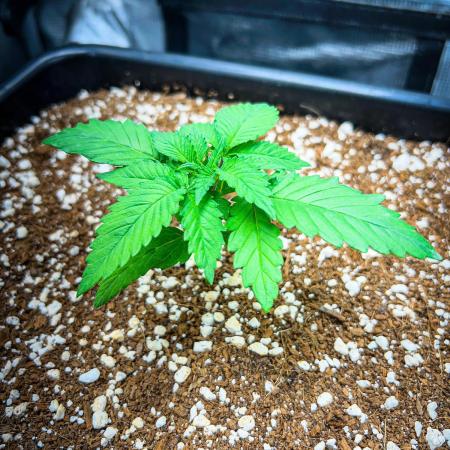 Gorilla Glue