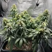 Bluehell CBD