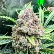 Sugar Black Rose