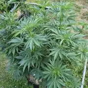Dutch Passion Outdoor Grow 26 NRW
