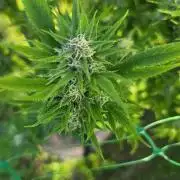 Dutch Passion Outdoor Grow 26 NRW