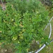 Dutch Passion Outdoor Grow 26 NRW