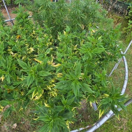 Dutch Passion Outdoor Grow 26 NRW
