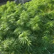 outdoor grow NRW '26