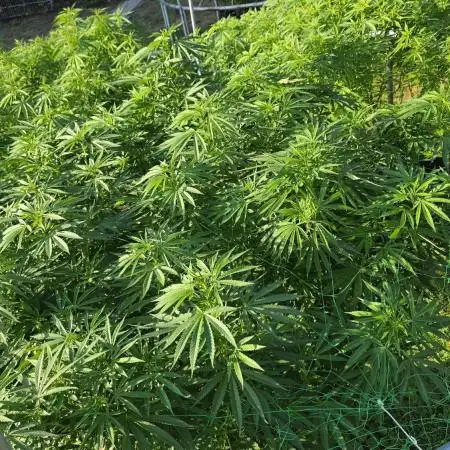 outdoor grow NRW '26