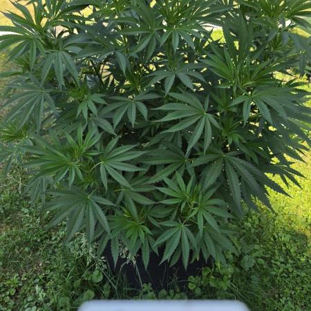 outdoor grow NRW '26