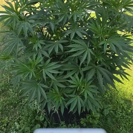 outdoor grow NRW '26