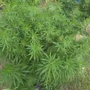 outdoor grow NRW '26