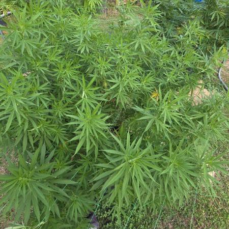 outdoor grow NRW '26