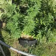 Dutch Passion Outdoor Grow 26 NRW