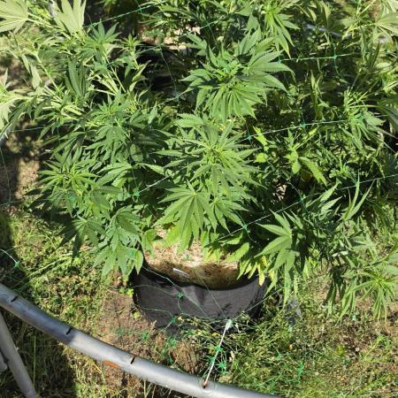 Dutch Passion Outdoor Grow 26 NRW