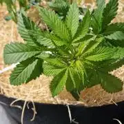 Dutch Passion Outdoor Grow 26 NRW