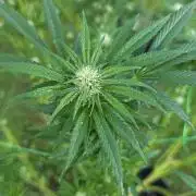 outdoor grow NRW '26