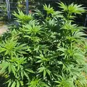 Dutch Passion Outdoor Grow 26 NRW