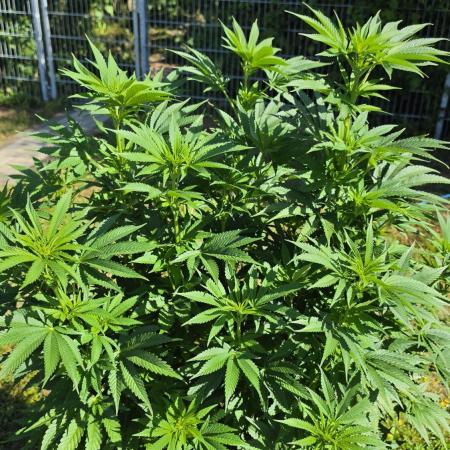 Dutch Passion Outdoor Grow 26 NRW