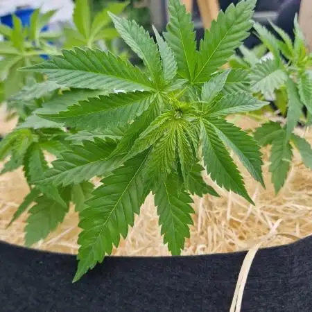 outdoor grow NRW '26