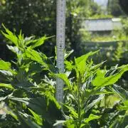 Dutch Passion Outdoor Grow 26 NRW