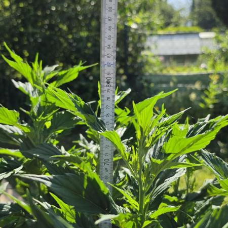 Dutch Passion Outdoor Grow 26 NRW