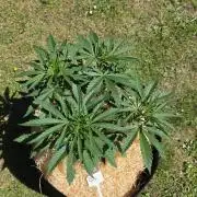 outdoor grow NRW '26