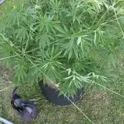 outdoor grow NRW '26