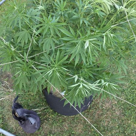 outdoor grow NRW '26
