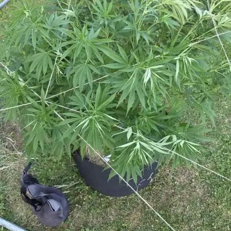 outdoor grow NRW '26