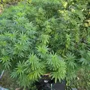 Dutch Passion Outdoor Grow 26 NRW