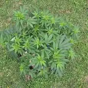 outdoor grow NRW '26
