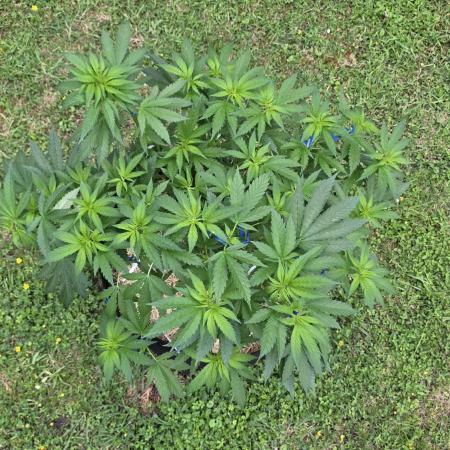 outdoor grow NRW '26