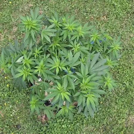 outdoor grow NRW '26