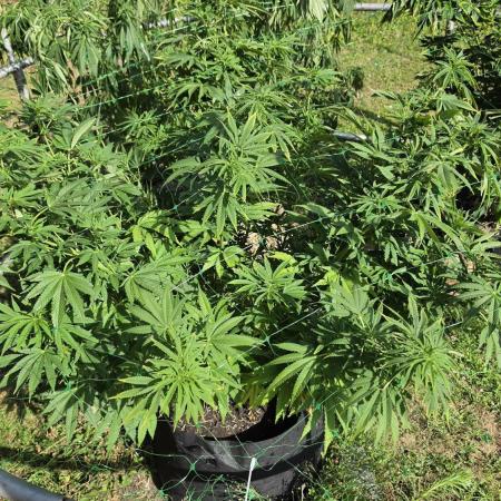 Dutch Passion Outdoor Grow 26 NRW