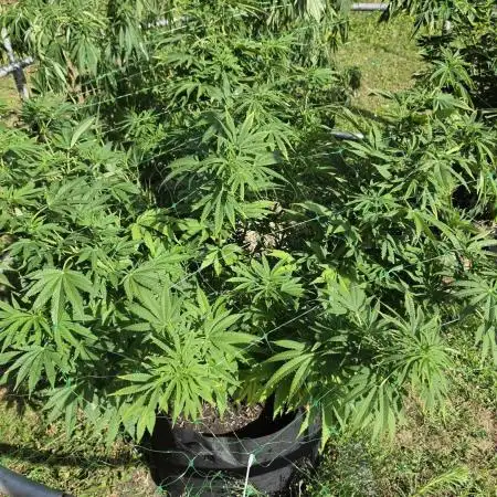 Dutch Passion Outdoor Grow 26 NRW