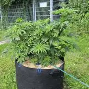 Dutch Passion Outdoor Grow 26 NRW