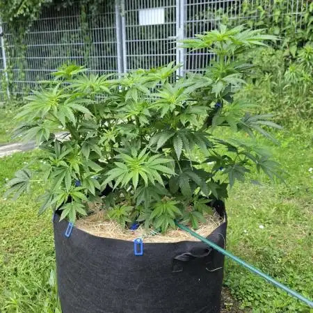 Dutch Passion Outdoor Grow 26 NRW