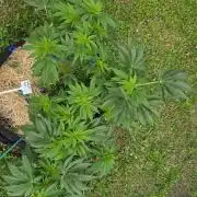 Dutch Passion Outdoor Grow 26 NRW