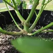 outdoor grow NRW '26