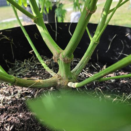 outdoor grow NRW '26