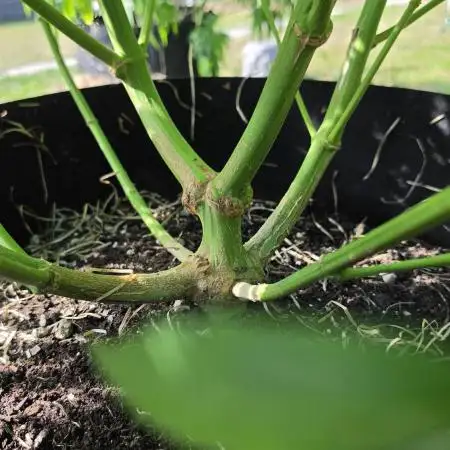 outdoor grow NRW '26