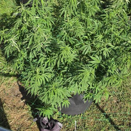 outdoor grow NRW '26